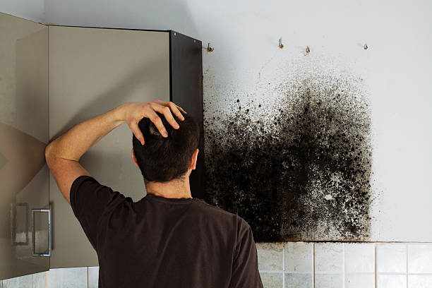 Best Kitchen Mold Remediation in Kernersville, NC