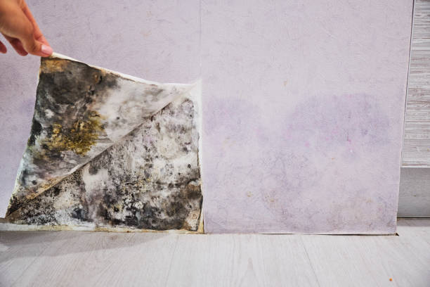 Best Residential Mold Remediation in Kernersville, NC